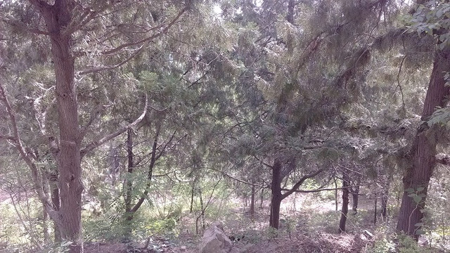 百望山森林公园-北京市必去景点