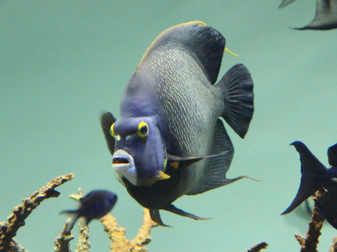 葛西临海水族园-江戸川区必去景点