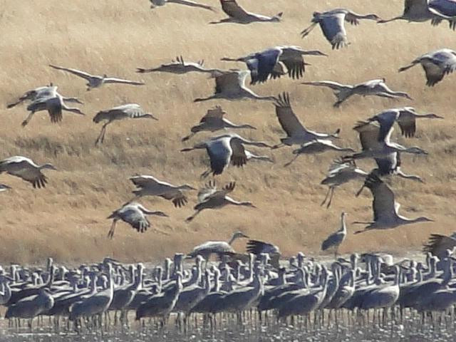 Muleshoe National Wildlife Refuge景点图片