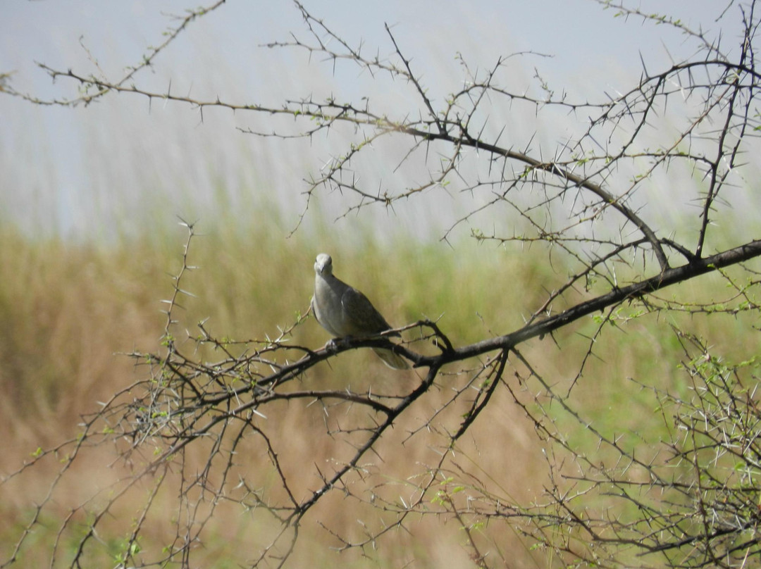 Rollapadu Wildlife Sanctuary-Kurnool必去景点