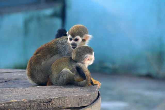 秦皇岛野生动物园-秦皇岛市必去景点