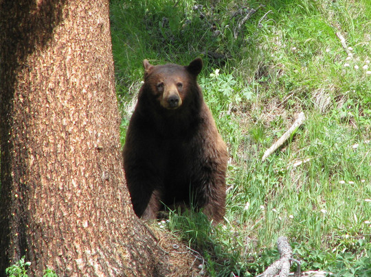 BrushBuck Wildlife Tours-西黄石镇必去景点