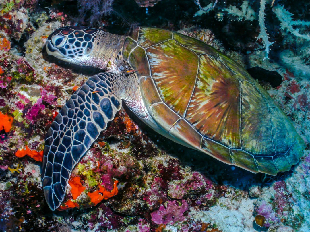 Tropical Divers Dive Center-达瑙市必去景点