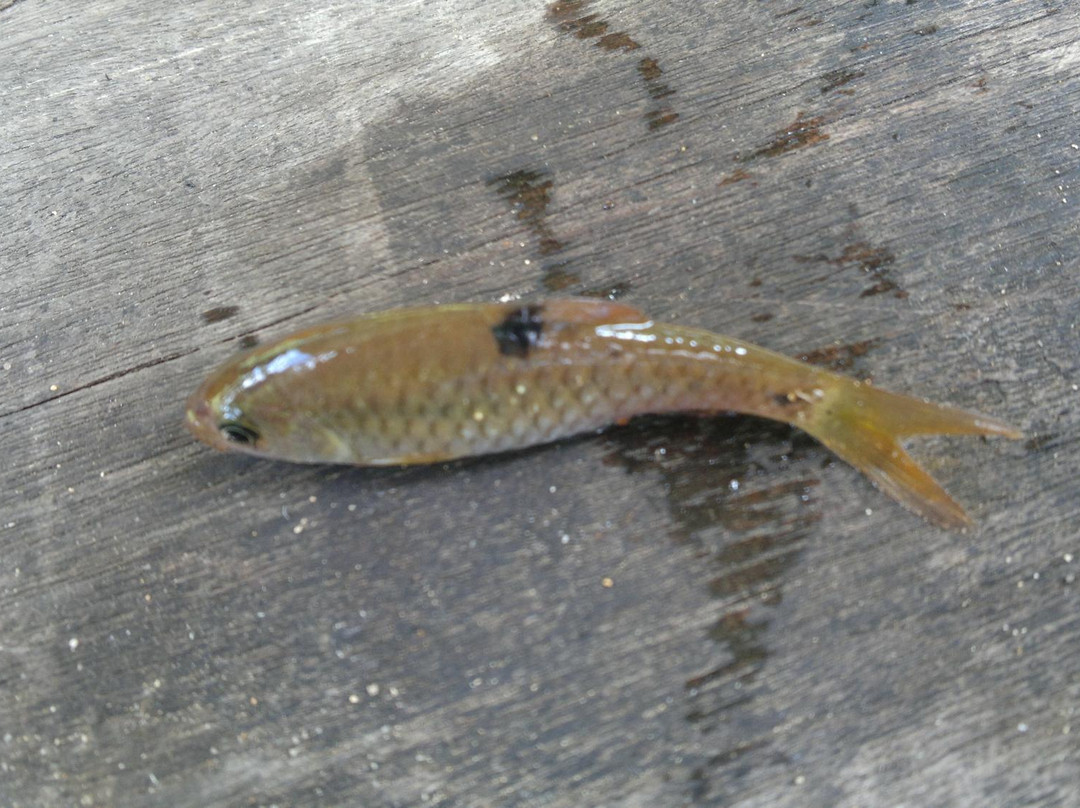 Bukit Tangkiling-帕朗卡拉亚必去景点