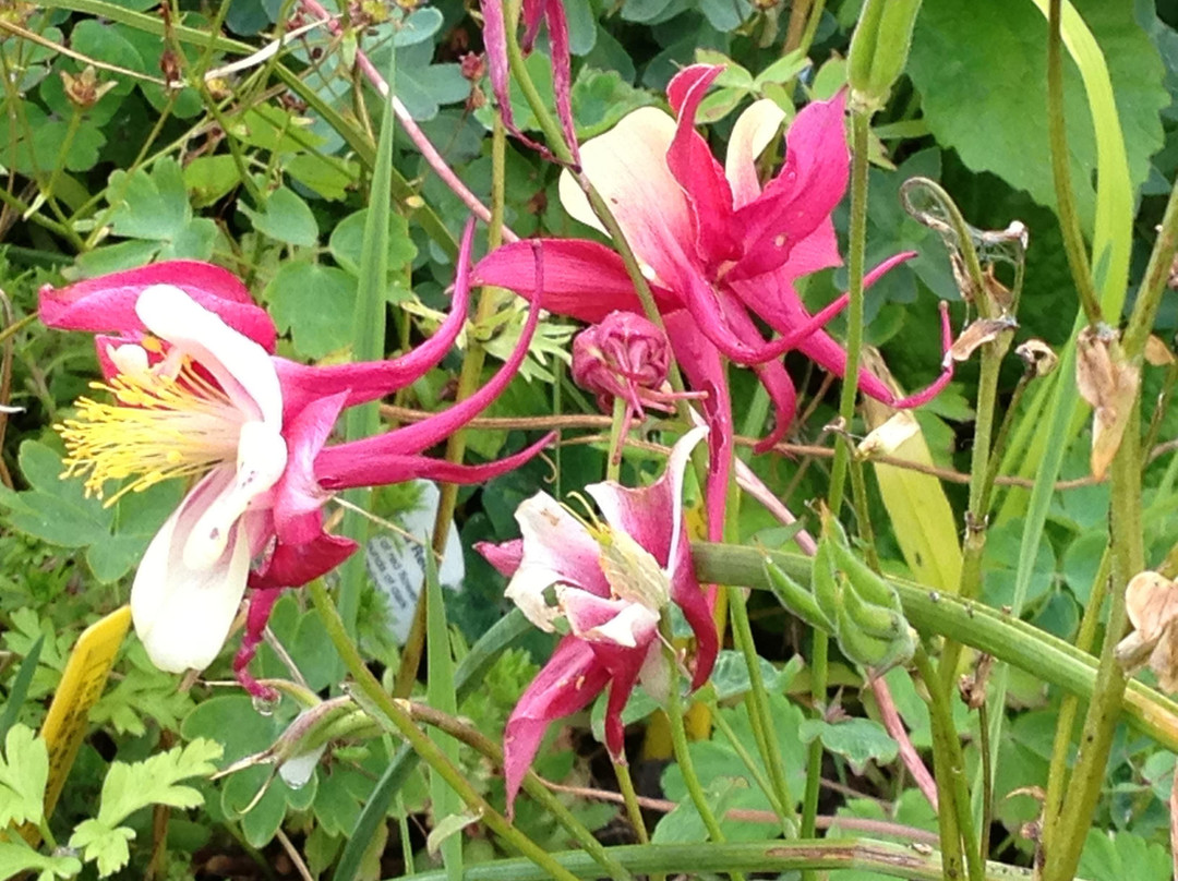 Touchwood Aquilegia Garden景点图片