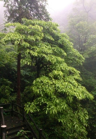 洪椿坪-峨眉山市必去景点