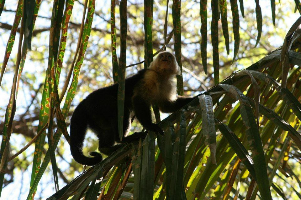 Refugio Nacional Mixto de Vida Silvestre Romelia景点图片