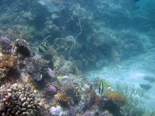 Mafia Marine National Park-马菲亚岛必去景点