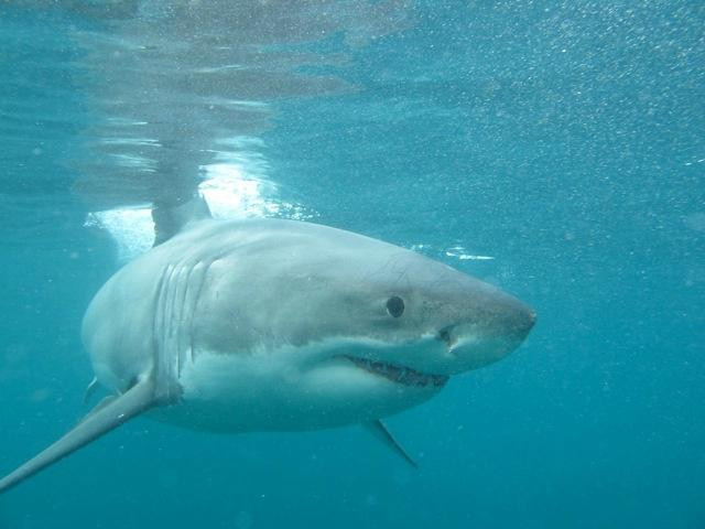 Shark Dive New Zealand-布拉夫必去景点