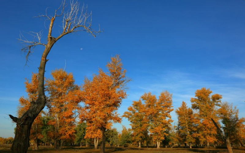原始胡杨林-木垒哈萨克自治县必去景点