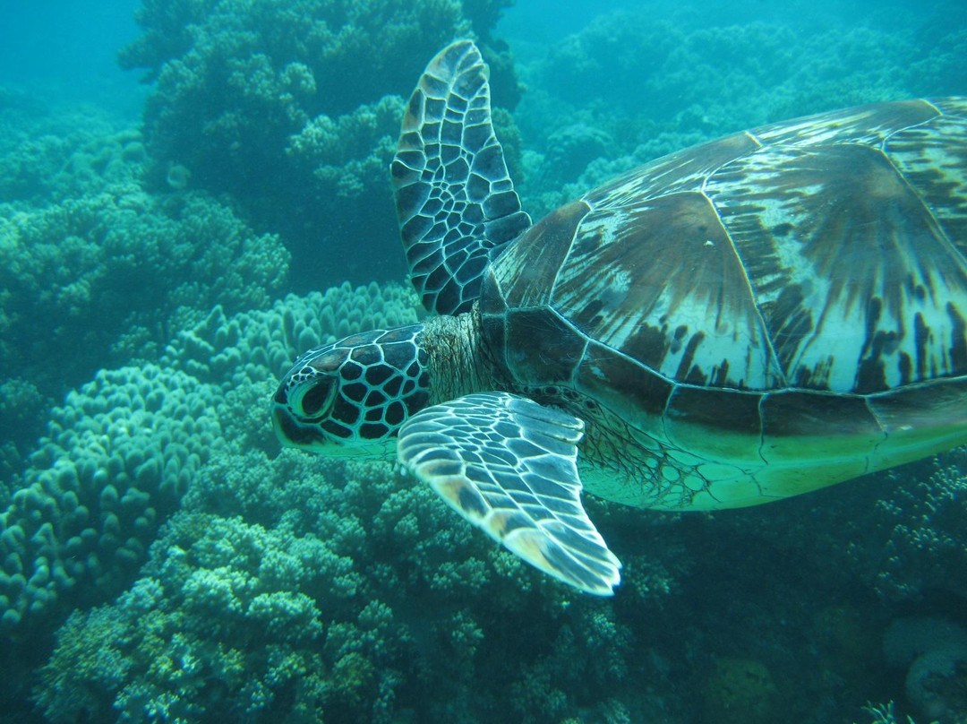 文图拉潜水中心-岛印必去景点