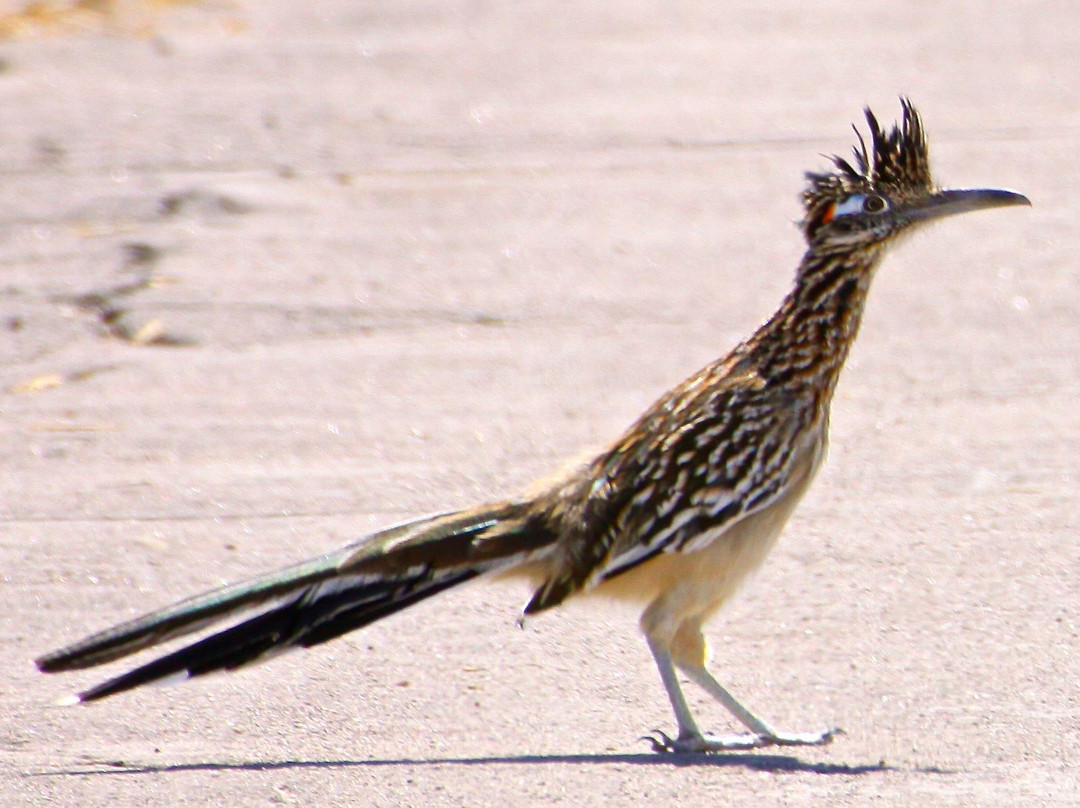Henderson Bird Viewing Preserve-亨德森必去景点