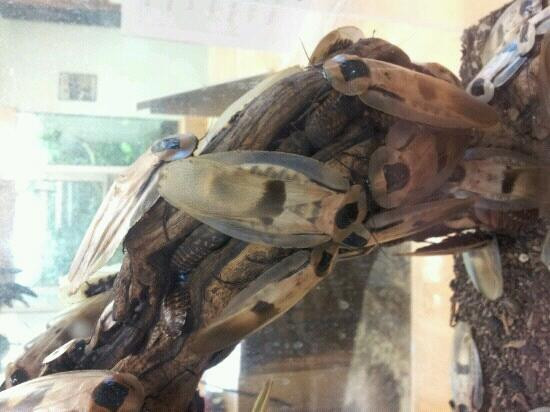 San Bernardino County Museum-雷德兰兹必去景点