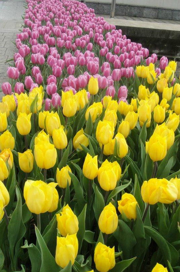 上海鲜花港-上海市必去景点