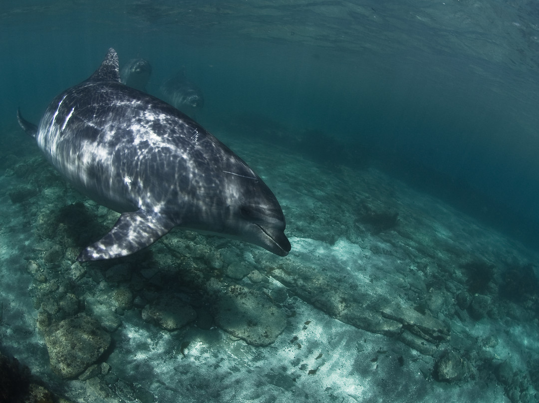 Goat Island Marine Reserve-瓦卡沃夫必去景点