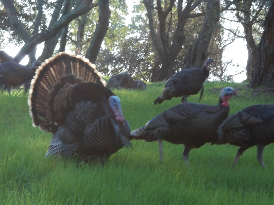 Folsom Lake State Recreation Area-佛森必去景点