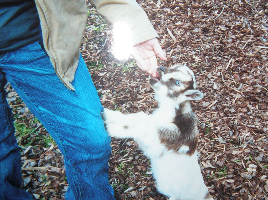 Tanglewood Farm Miniatures-Canton必去景点