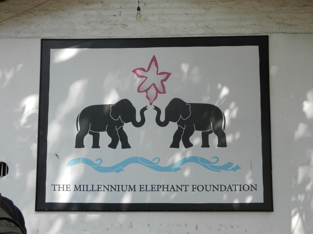 Millennium Elephant Foundation景点图片