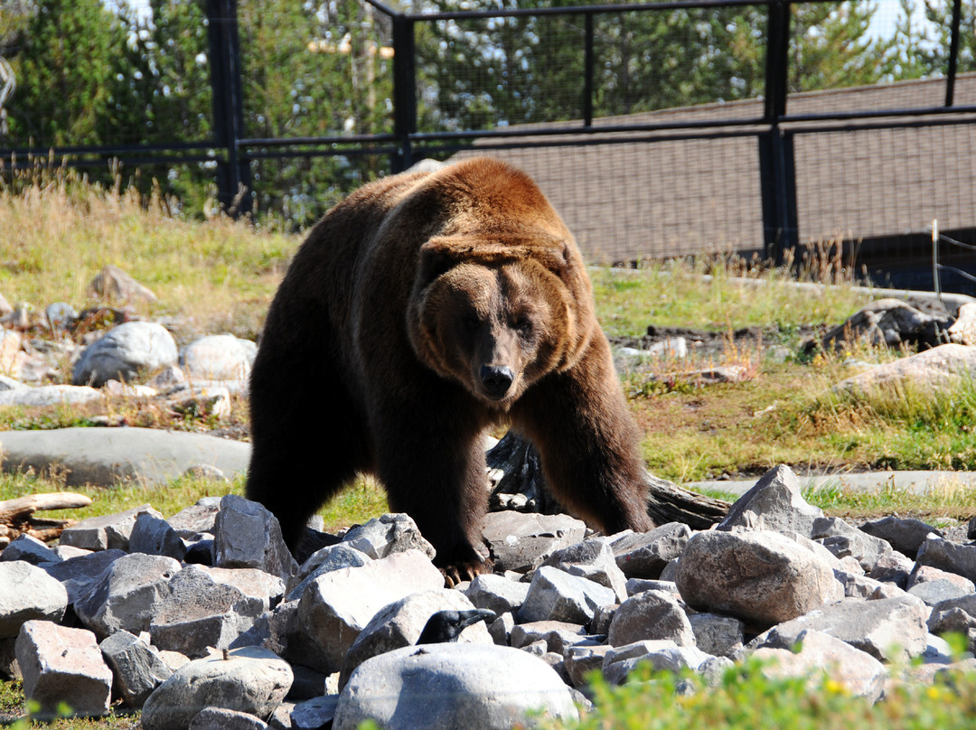 灰熊与狼保护中心-西黄石镇必去景点