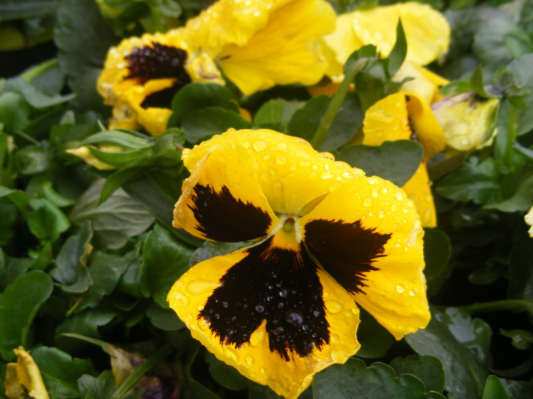 都江堰森林公园-都江堰市必去景点