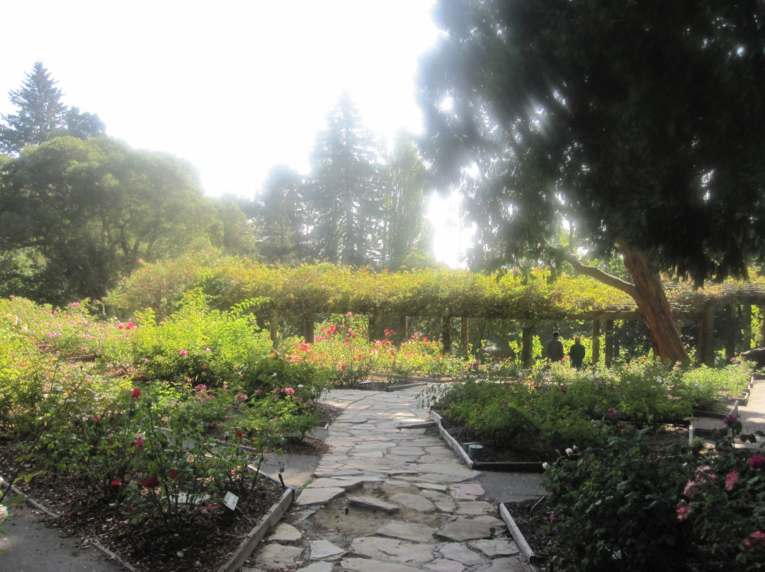 Berkeley Municipal Rose Garden-伯克利必去景点