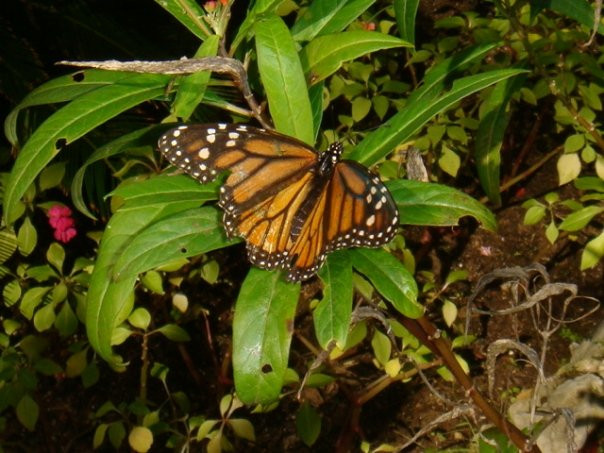 Gibraltar Botanic Gardens (The Alameda)-直布罗陀必去景点