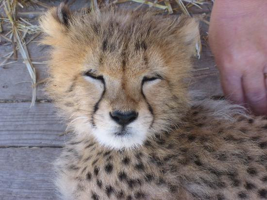 Spier Wine Farm-斯泰伦博斯必去景点