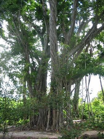 McKee Botanical Garden-维罗海滩必去景点