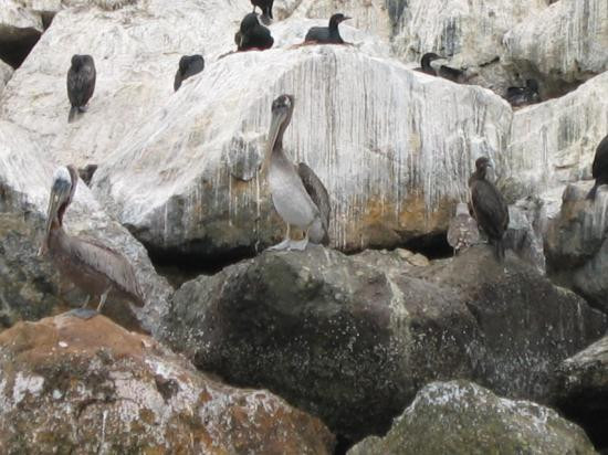 California Coastal Trail-红木国家公园必去景点