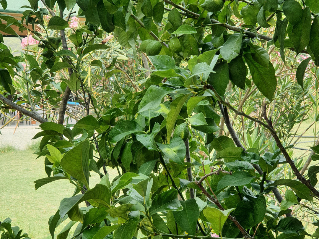 Çirali Natural Li̇fe Bungalows Hotel