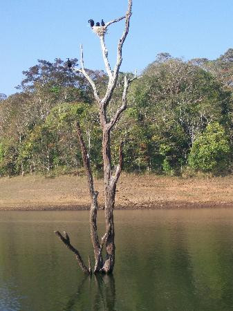Periyar Lake景点图片