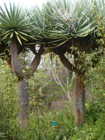 库拉植物园-库拉必去景点