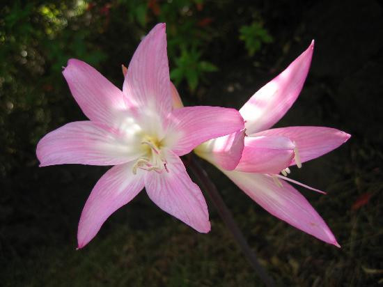 库拉植物园-库拉必去景点