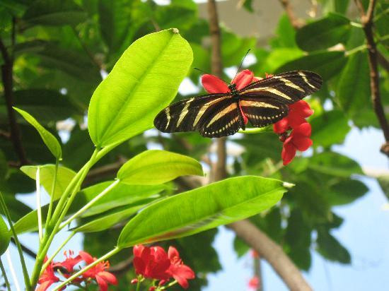 富兰克林温室植物园-哥伦布必去景点