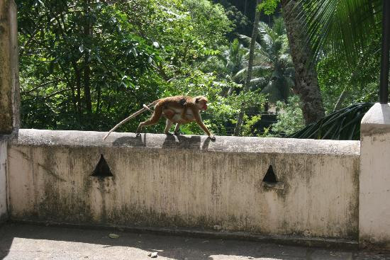 马凯里嘎勒山修道院-唐卡拉必去景点