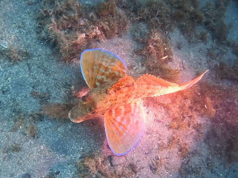 Buceo La Herradura-拉埃拉杜拉必去景点