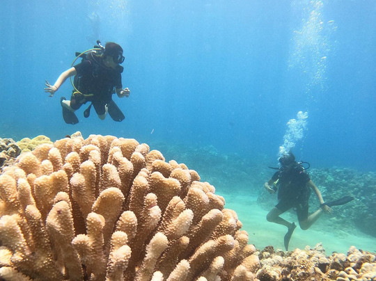 Sammy Scuba Diving-拉海纳必去景点