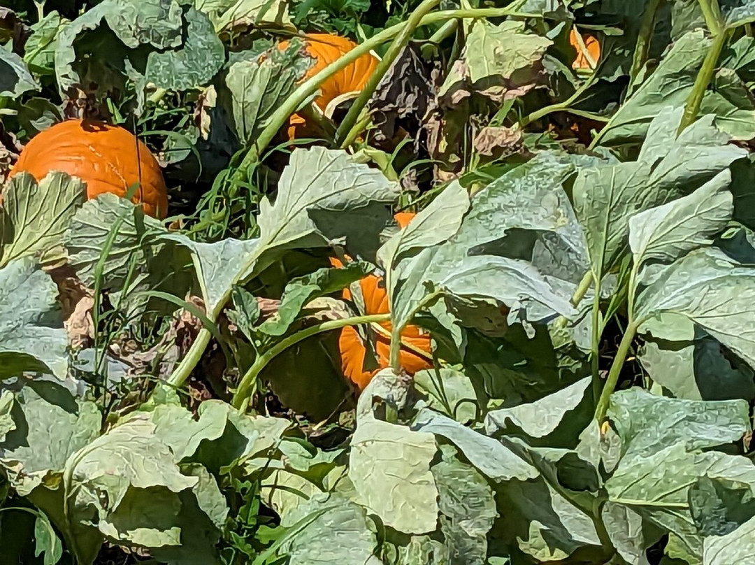 Kanno Firm-上富良野町必去景点