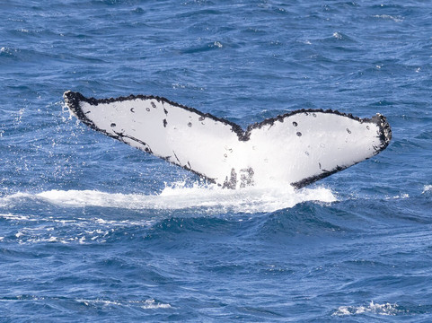 Cat Balou Cruises-伊登港必去景点
