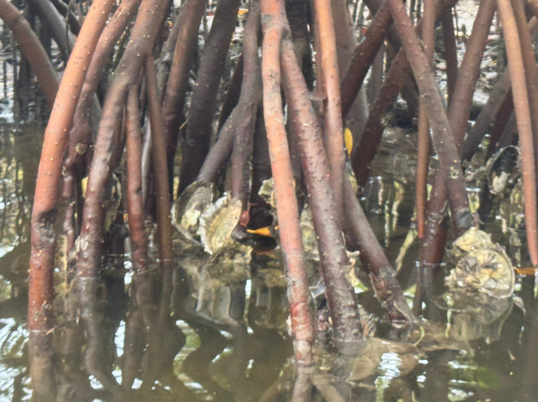 Get Up And Go Kayaking - Jupiter-朱庇特必去景点