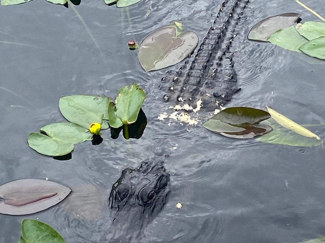Everglades River of Grass Adventures-奥乔皮必去景点