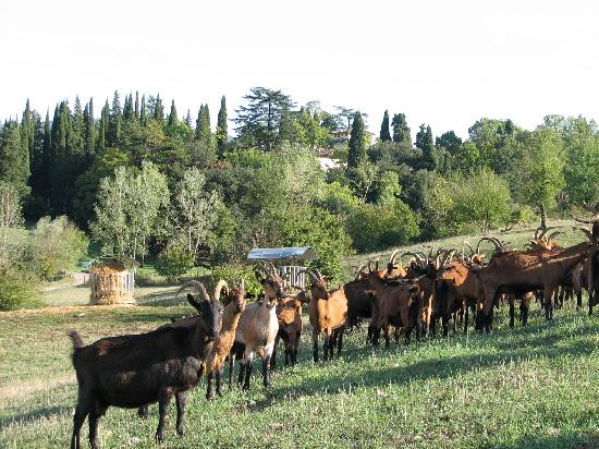 La Limonaia-佛罗伦萨必去景点