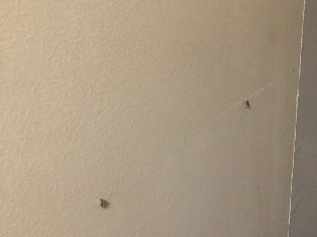 Suburban Extended Stay Birmingham Homewood主图