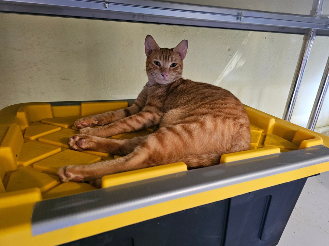 Save A Gato-圣胡安必去景点