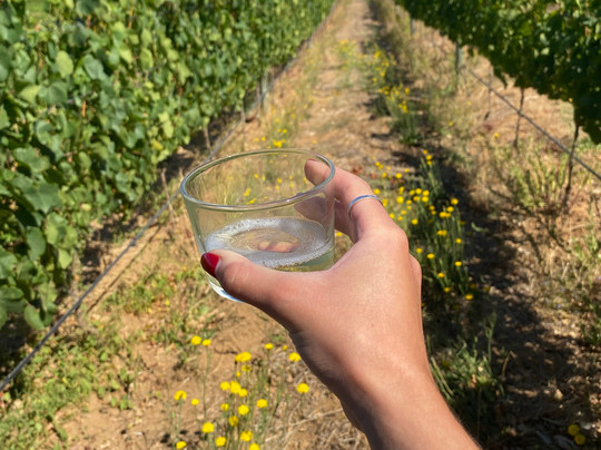 The Constantia Wine Walk-康士坦提亚必去景点