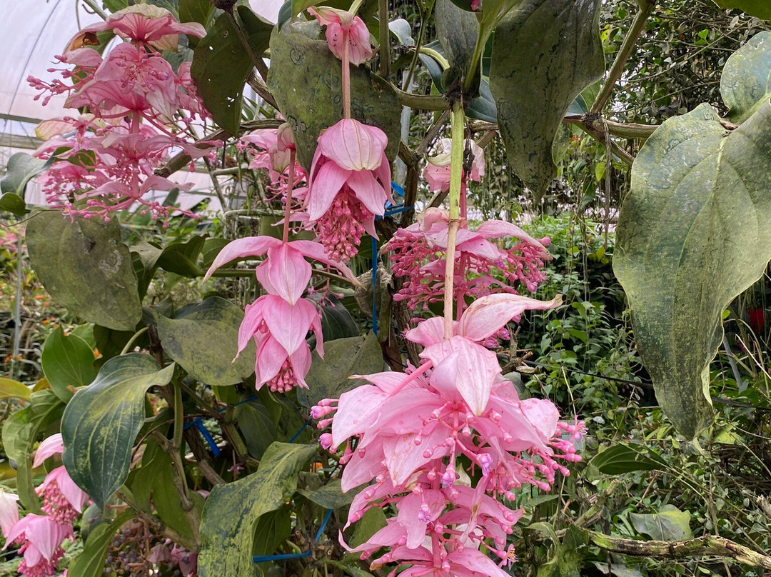 Cameron highland orchid and rose garden景点图片