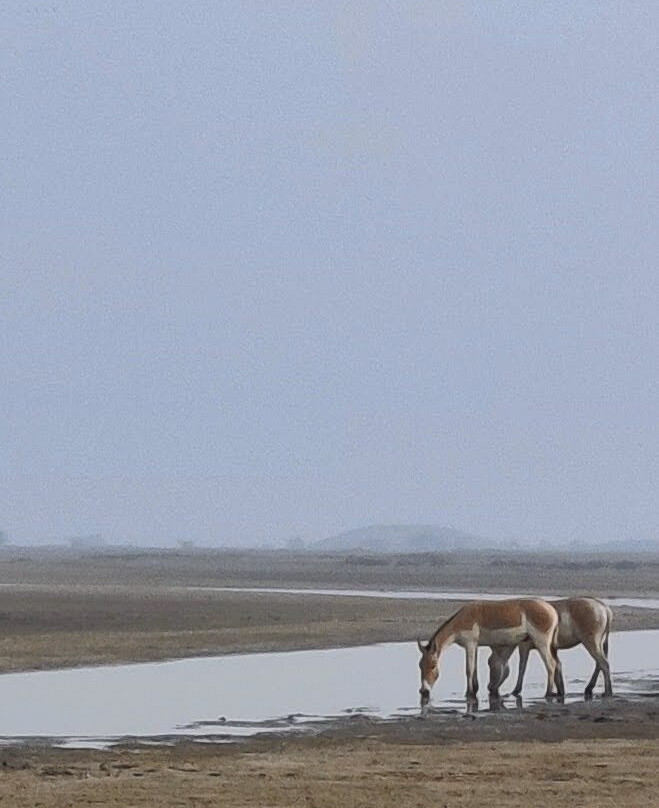 Indian Wild Ass Sanctuary景点图片