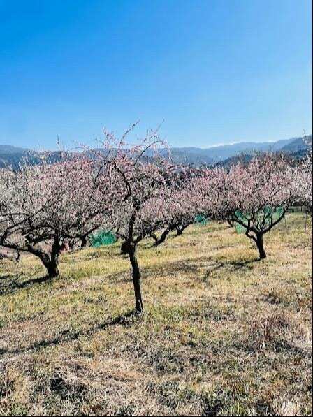 Hitoyoshi Plum Garden景点图片