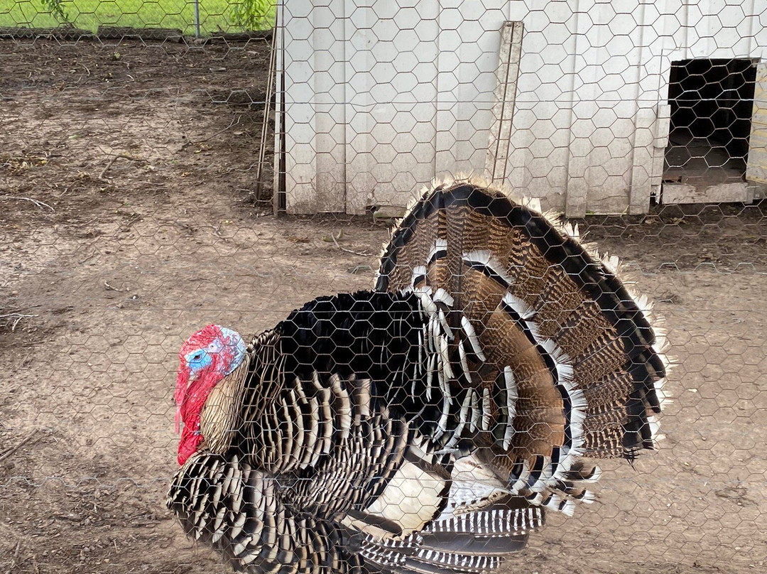 Sam Rayburn House State Historic Site-Bonham必去景点