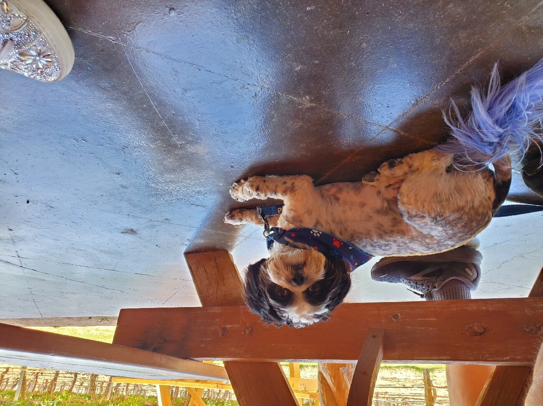 Zin Valle Vineyards-Canutillo必去景点